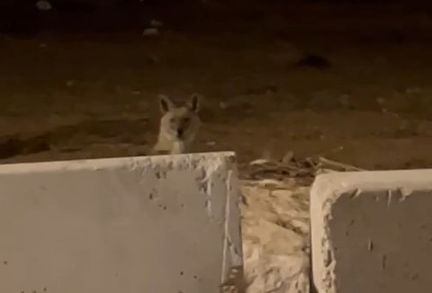 WhatsApp Video 2022-05-23 at 9.49.41 PM.mp4_snapshot_00.03_[2022.05.23_22.11.43].jpg